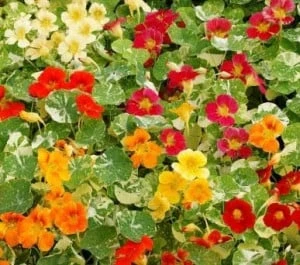 Seminte Tropaeolum nanum Alaska - frunze, 2 grame, Opal